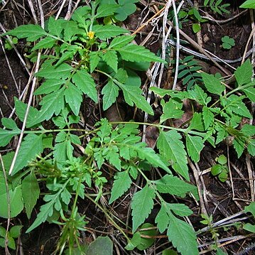 Bidens cynapiifolia unspecified picture