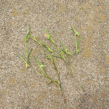 Commelina subulata unspecified picture