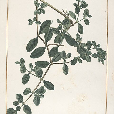 Alternanthera halimifolia unspecified picture