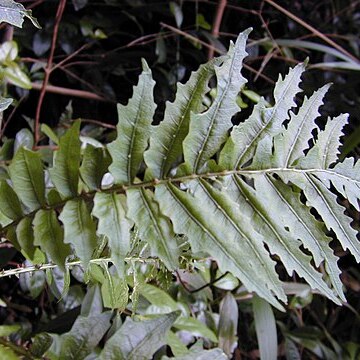 Cyanea aspleniifolia unspecified picture