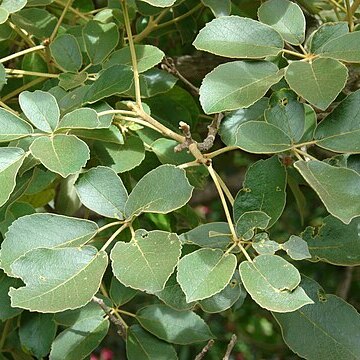 Handroanthus serratifolius unspecified picture