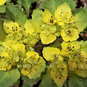 Chrysosplenium macrostemon var. shiobarense unspecified picture