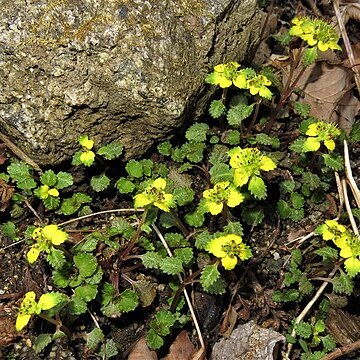 Chrysosplenium macrostemon var. shiobarense unspecified picture