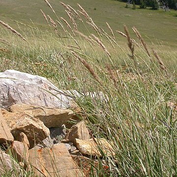 Calamagrostis purpurascens unspecified picture