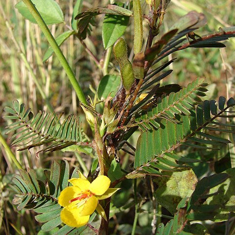 Chamaecrista unspecified picture