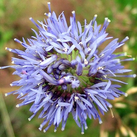 Jasione unspecified picture