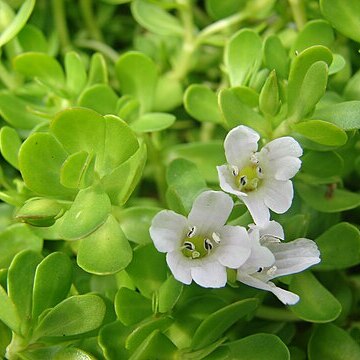 Bacopa unspecified picture