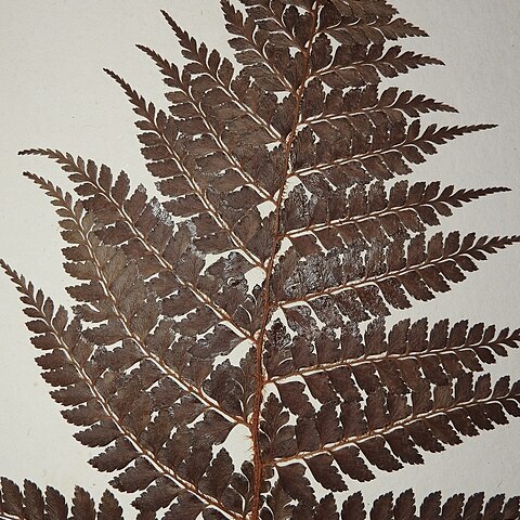 Polystichum semifertile unspecified picture