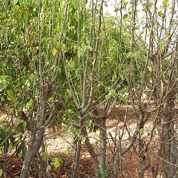 Commiphora berryi unspecified picture