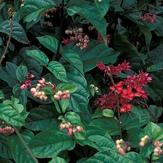 Clerodendrum splendens unspecified picture