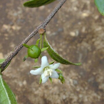 Ehretia retusa unspecified picture