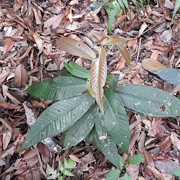 Syzygium bourdillonii unspecified picture