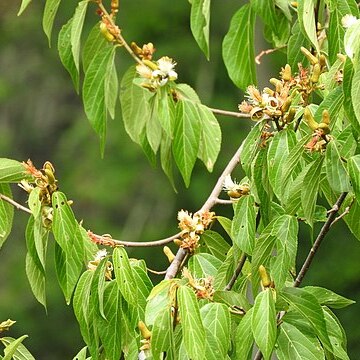 Grewia bracteata unspecified picture