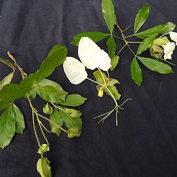 Cadaba trifoliata unspecified picture