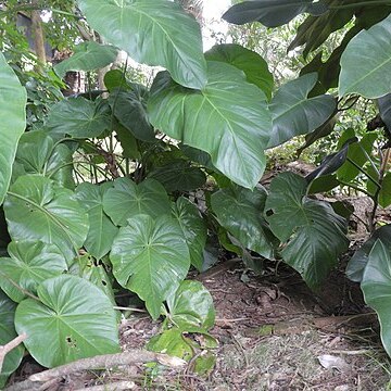 Anthurium faustomirandae unspecified picture