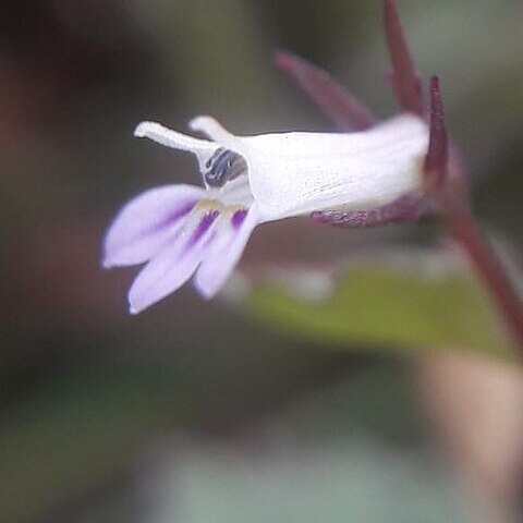 Lobelia heyneana unspecified picture