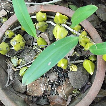 Bulbophyllum fuscopurpureum unspecified picture