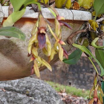 Bulbophyllum fuscopurpureum unspecified picture