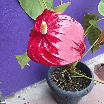 Anthurium giganteum unspecified picture