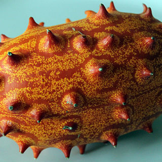 Cucumis metuliferus unspecified picture