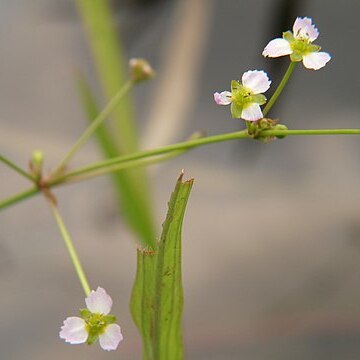 Alisma canaliculatum unspecified picture