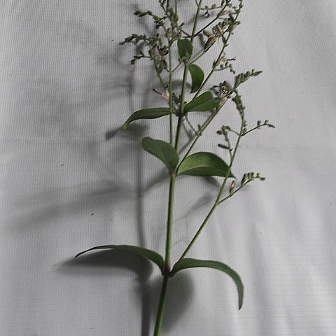 Andrographis lineata unspecified picture