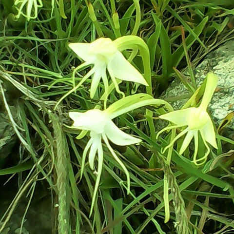 Habenaria rariflora unspecified picture