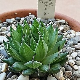 Haworthia arachnoidea var. nigricans unspecified picture