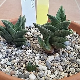 Haworthiopsis nigra var. diversifolia unspecified picture