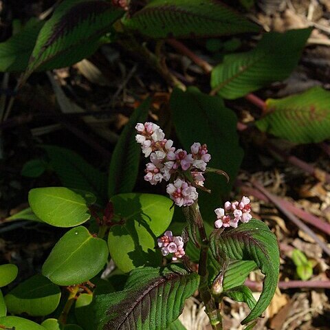 Rhododendron virgatum unspecified picture