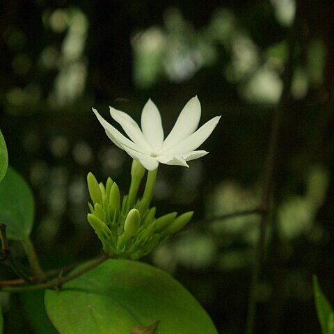 Jasminum maingayi unspecified picture