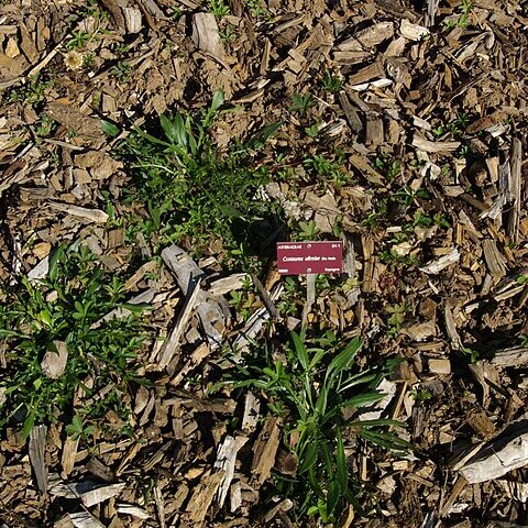 Centaurea ultreiae unspecified picture