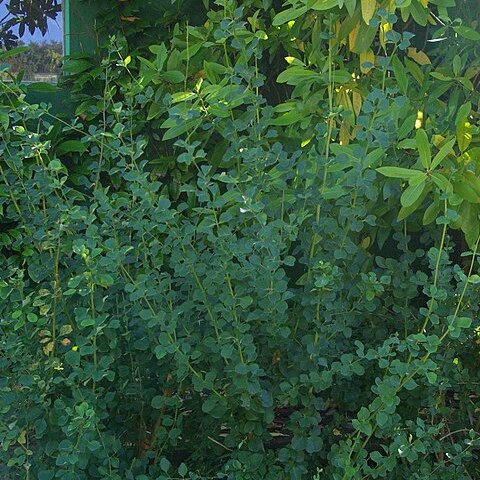 Berberis corymbosa unspecified picture