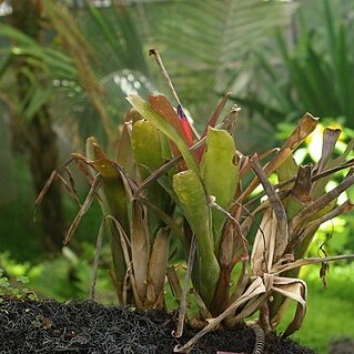 Billbergia chlorantha unspecified picture