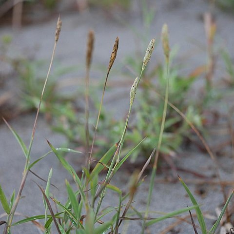 Ischaemum anthephoroides unspecified picture