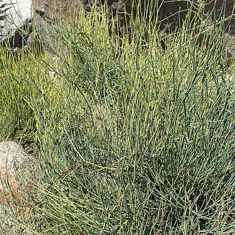 Ephedra gerardiana var. sikkimensis unspecified picture