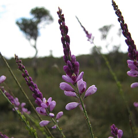 Comesperma virgatum unspecified picture