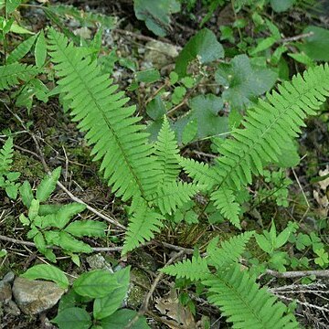 Polystichum tripteron unspecified picture