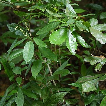 Croton gibsonianus unspecified picture