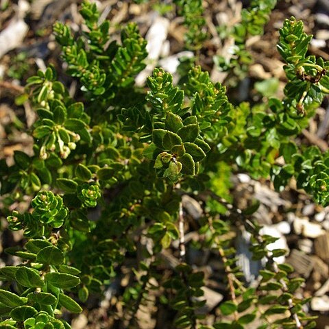 Gaultheria racemulosa unspecified picture