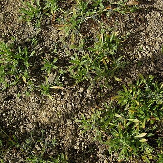 Eryngium viviparum unspecified picture