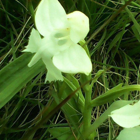 Habenaria longicornu unspecified picture