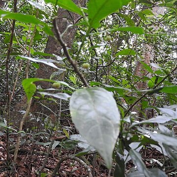 Claoxylon anomalum unspecified picture