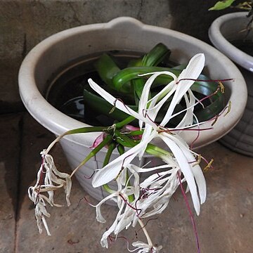 Crinum malabaricum unspecified picture