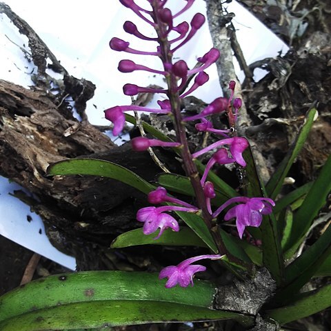 Aerides ringens unspecified picture