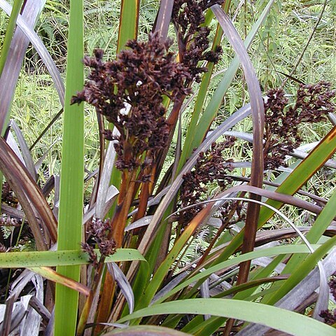 Machaerina angustifolia unspecified picture