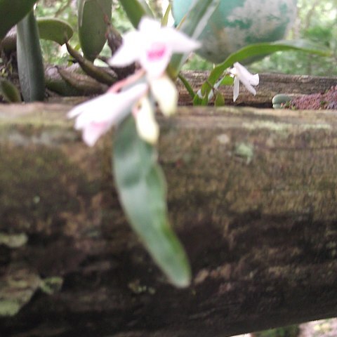 Dendrobium heyneanum unspecified picture