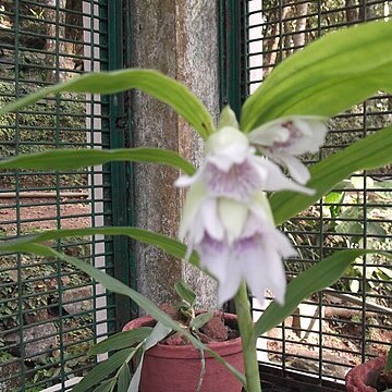 Thunia alba var. bracteata unspecified picture