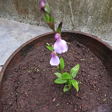 Brachycorythis iantha unspecified picture