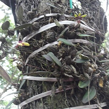 Bulbophyllum fischeri unspecified picture